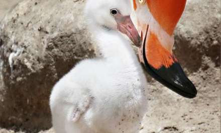 Flamingo Chick with Mom