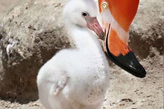 Flamingo Chick with Mom