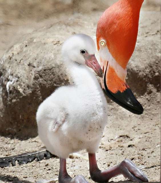 Flamingo Chick with Mom