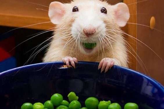 Food makes this hamster so happy