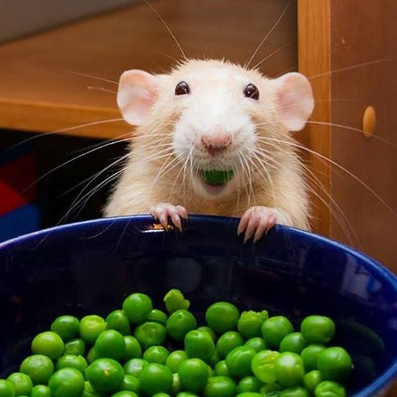 Food makes this hamster so happy