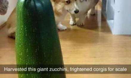 Corgis frightened by giant zucchini