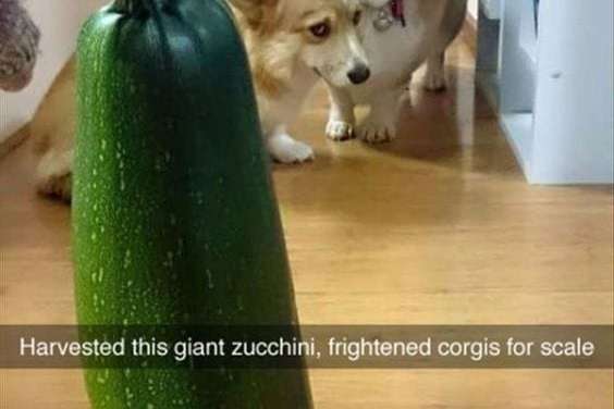 Corgis frightened by giant zucchini