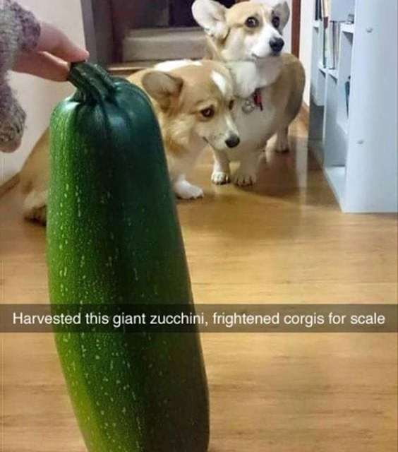 Corgis frightened by giant zucchini