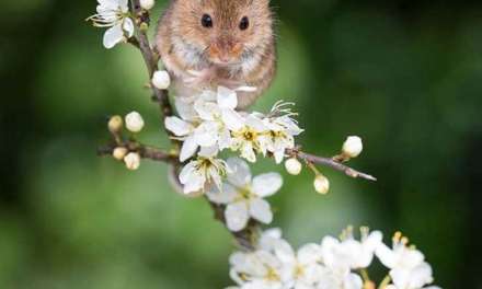 Hamster Loves Flower