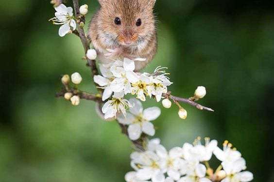 Hamster Loves Flower