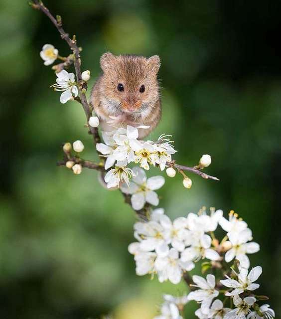 Hamster Loves Flower