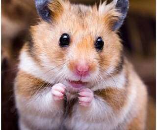 Cute Hamster