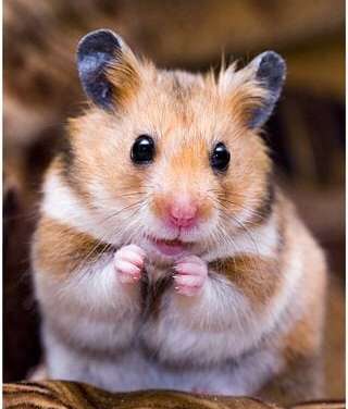 Cute Hamster