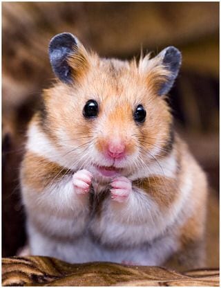 Cute Hamster