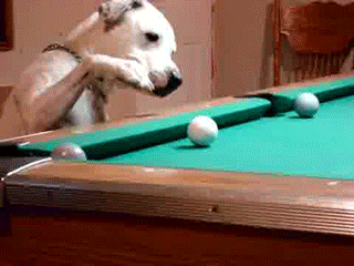 He is the Master of billiards