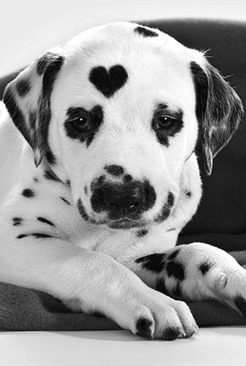 Dalmatians With Heart Shape