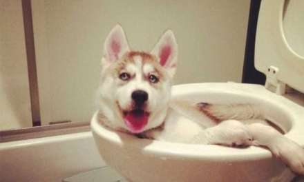 Husky Trying To Give Gimself A Bath…