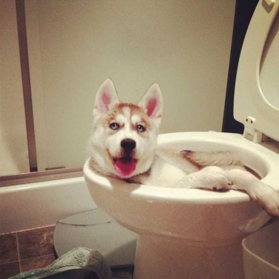 Husky Trying To Give Gimself A Bath…