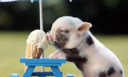 Little Pig Enjoy An Ice Cream