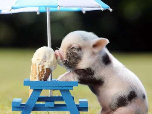 Little Pig Enjoy An Ice Cream