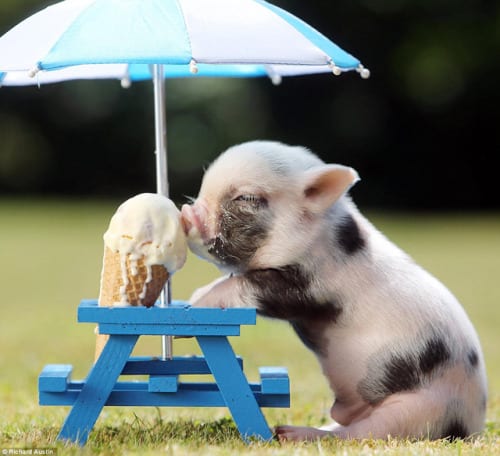 Little Pig Enjoy An Ice Cream
