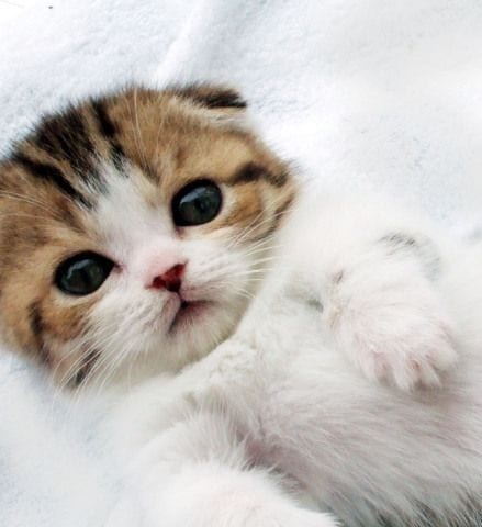 Cute Kitten