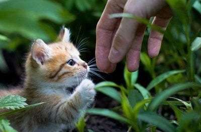 Mini Mini Kitten