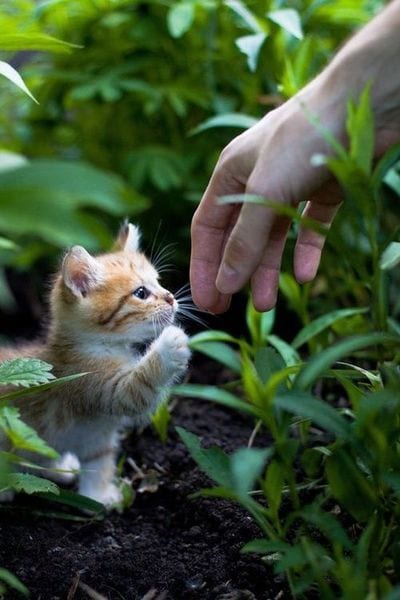 Mini Mini Kitten