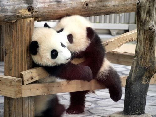Panda Kiss