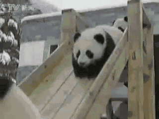 Panda Playing Slide