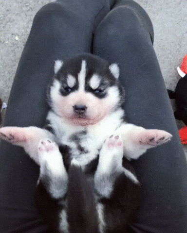 The cooperative little husky
