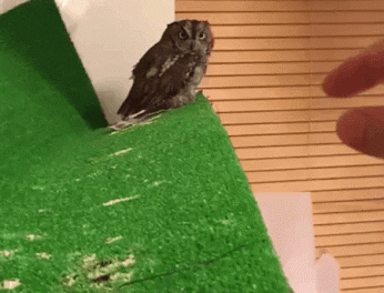 Petting an owl