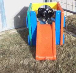Goat playing slide