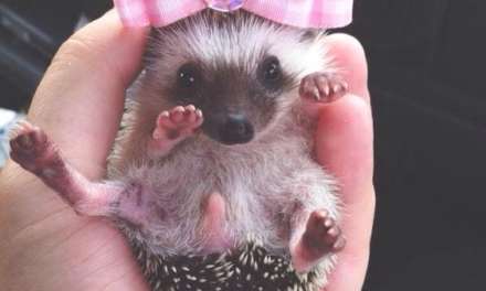 Little Hedgehog Princess