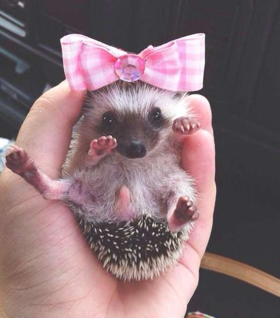 Little Hedgehog Princess