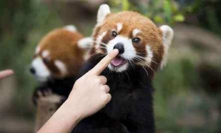 Poke red panda’s nose