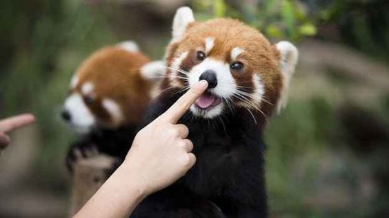 Poke red panda’s nose