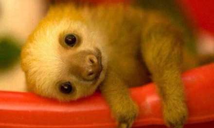 The Adorable Sloth