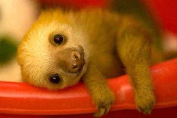 The Adorable Sloth