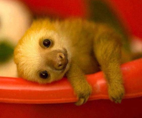 The Adorable Sloth