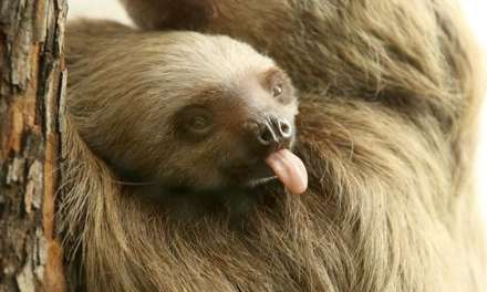 Little Sloth Like Spent Time with Mom