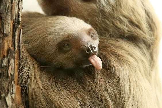 Little Sloth Like Spent Time with Mom