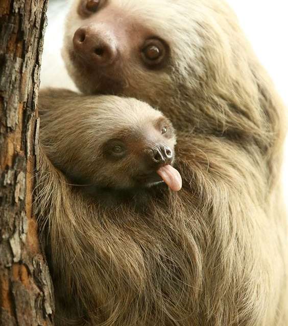 Little Sloth Like Spent Time with Mom