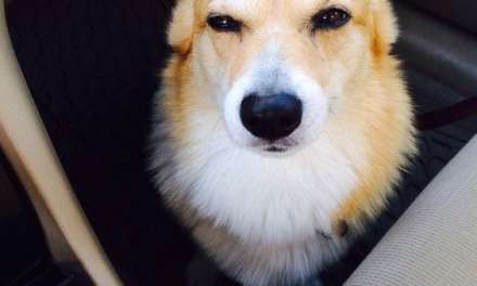 Suspicious Corgi