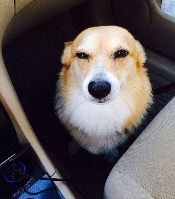 Suspicious Corgi