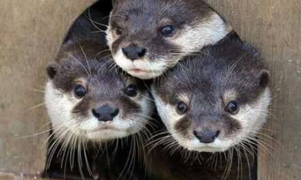 Three Otters