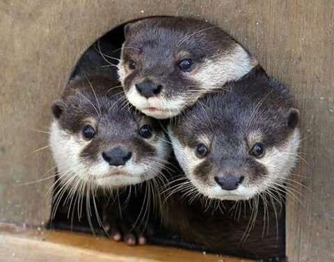Three Otters