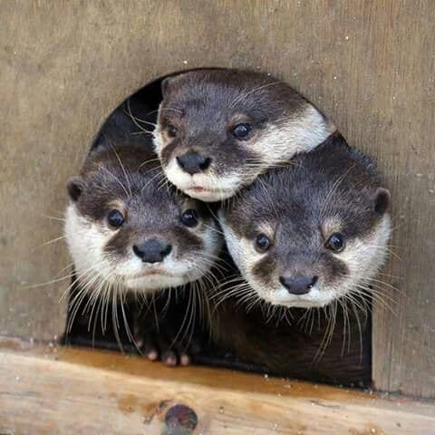 Three Otters