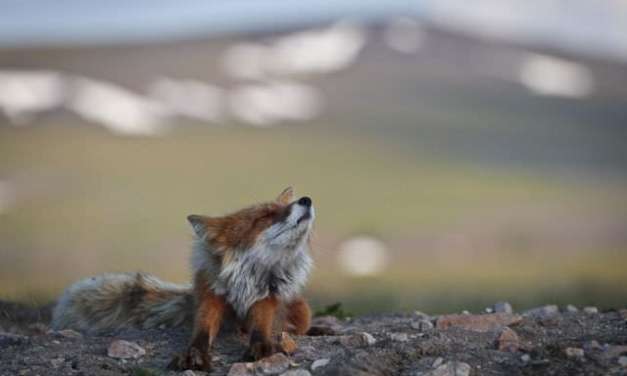 A Wild Fox