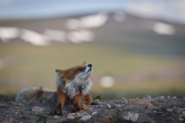 A Wild Fox