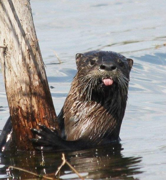 :p