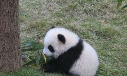 Cute Baby Panda