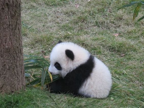 Cute Baby Panda