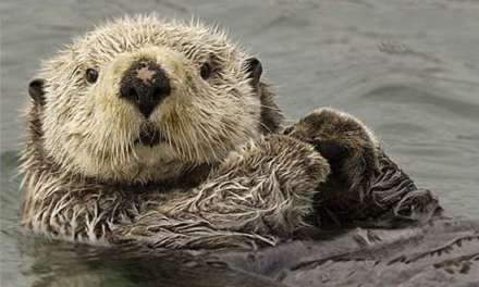 Cute Otter on Water